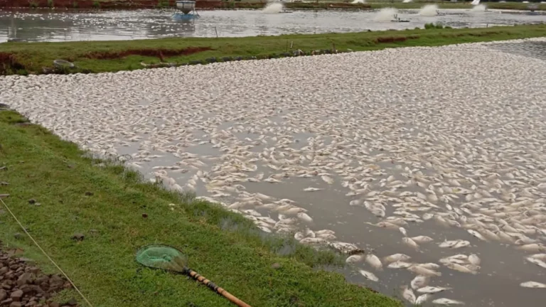Falta de energia mata 450 mil peixes e causa prejuízo milionário no Paraná