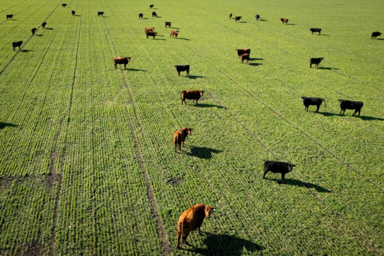 Governo diz ver avanços em negociações com UE sobre embargo de carnes