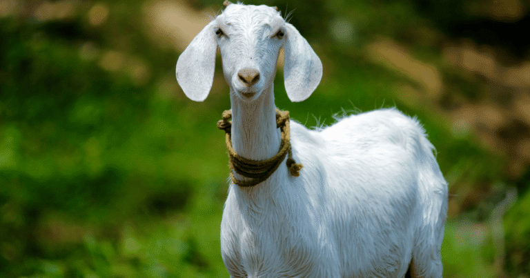 Portal de notícias explica significados de animais em expressões do inglês
