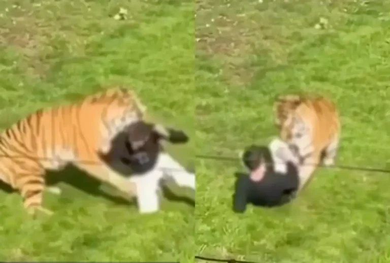 Homem morre após invadir recinto de tigre em zoológico na Inglaterra