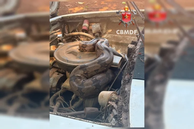 Bombeiros resgatam jiboia encontrada no motor de carro na BR-070
