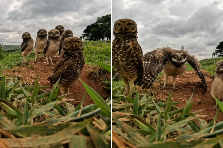 Fotógrafo captura família de corujas curiosas em Pouso Alegre