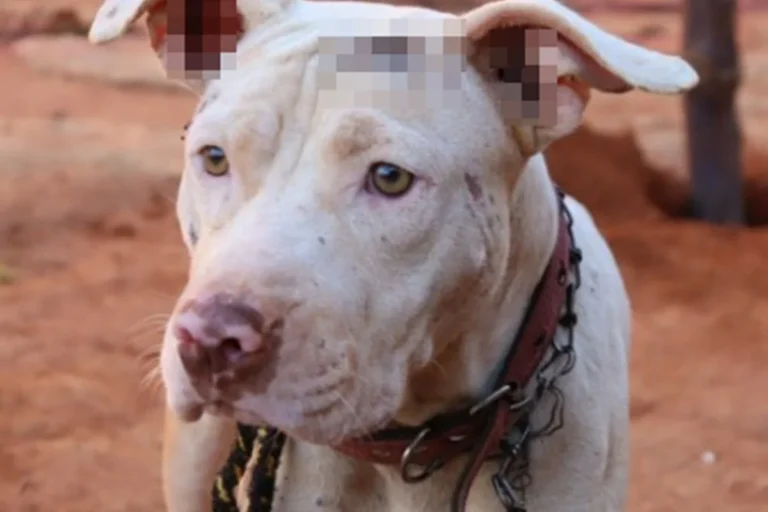 Polícia Civil prende homem acusado de manter cão acorrentado por oito meses em Goiânia