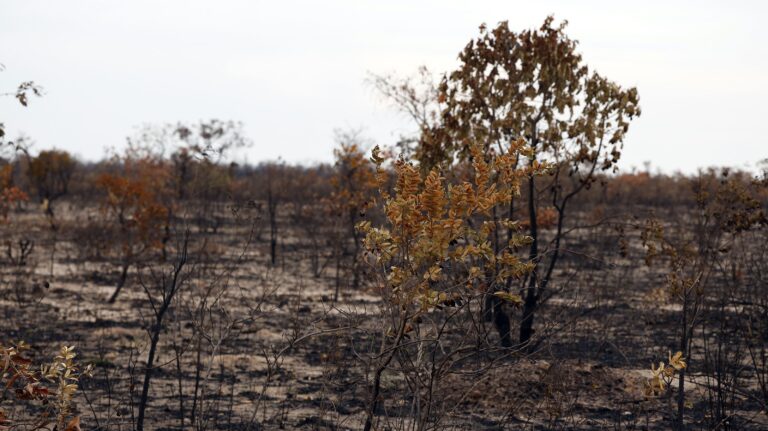 Biólogo lança livro sobre ambientalismo cristão e conservador
