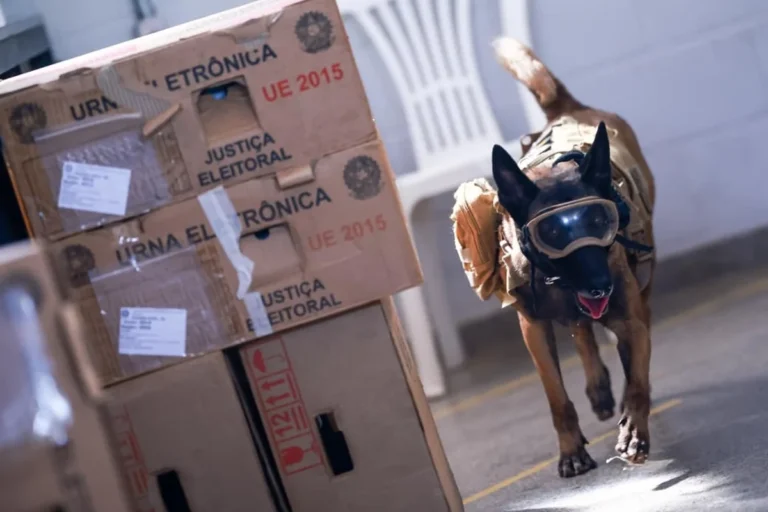 PMDF vistoria urnas eletrônicas com cães farejadores cinco dias antes do segundo turno