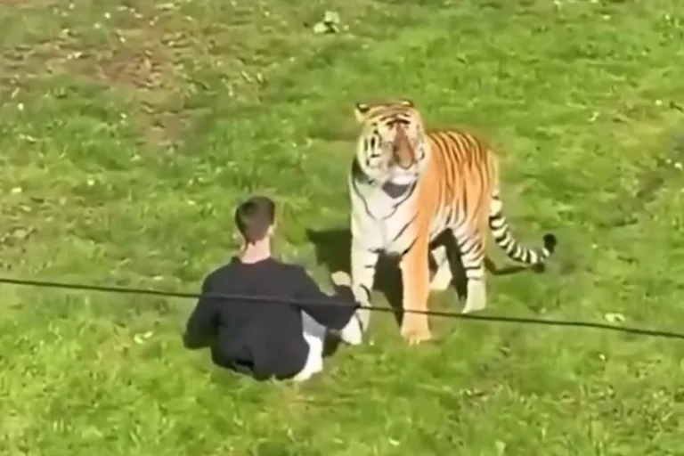 Homem morre após invadir recinto de tigres em zoológico na Inglaterra