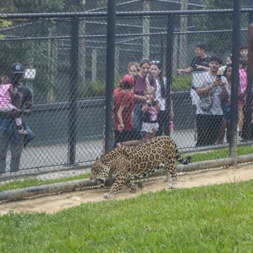Zoológico Municipal de Curitiba reabre para visitação neste fim de semana