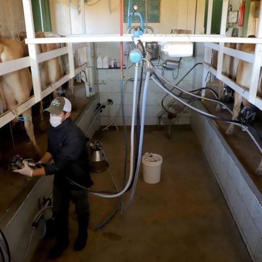Demanda por canetas emagrecedoras impulsiona oportunidades no agronegócio paranaense