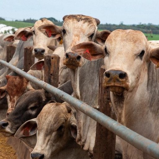Brasil habilita 21 frigoríficos para exportar carne bovina à Indonésia