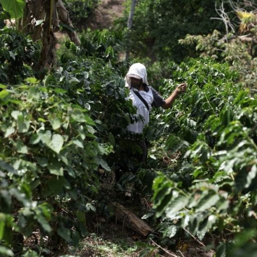 Exportações mundiais de café verde crescem 63% em julho, aponta OIC