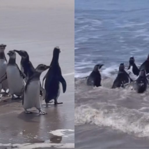 Oito pinguins retornam ao oceano após reabilitação no Paraná