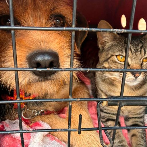 Vet-Móvel Paraná chega a Curitiba nesta quinta-feira para atendimentos gratuitos