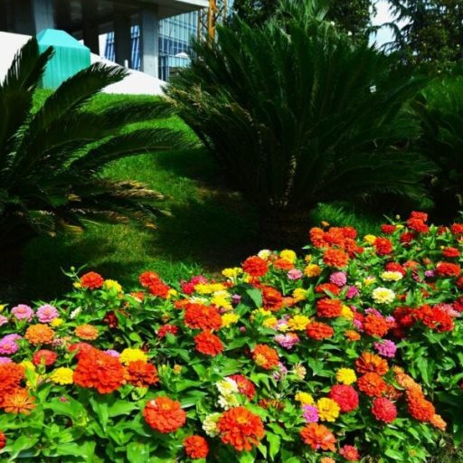 Curitiba convida população a criar jardins para celebrar primavera