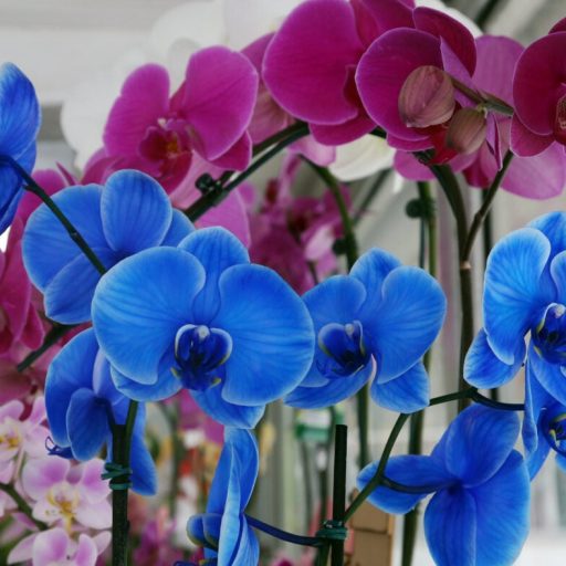 Pesquisador da UFPR alerta que mais da metade das orquídeas está ameaçada de extinção