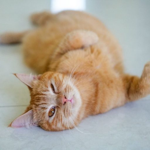 Encontro de gateiros reúne fãs de gatos em Curitiba neste domingo