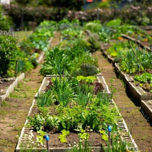 Pesquisador descobre seis espécies de plantas desconhecidas em herbário catarinense