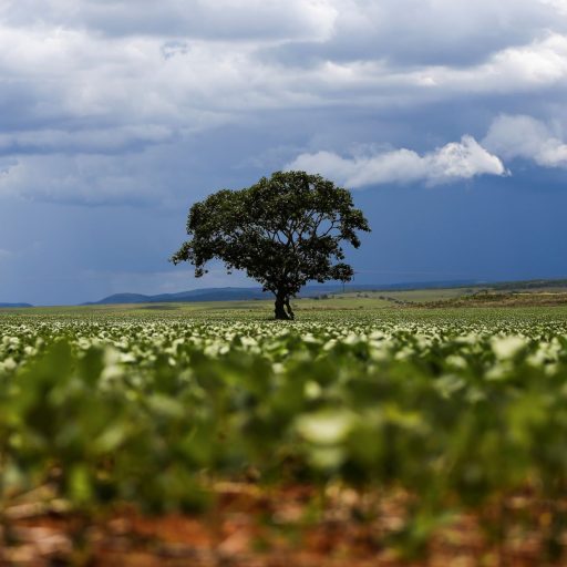Conab reduz estimativa de safra 2026 em soja e milho mas mantém crescimento