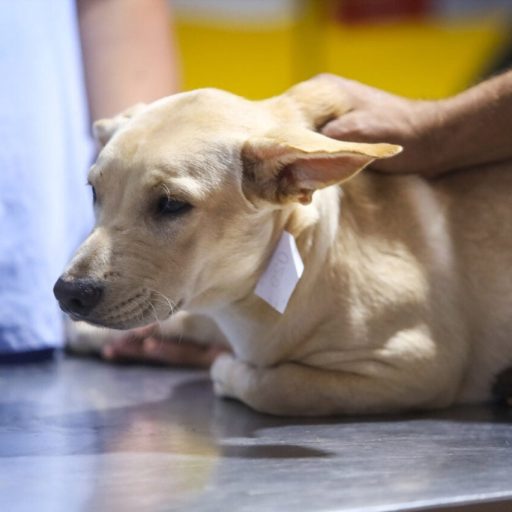 Animais afetados por chuvas em União da Vitória precisam de doações
